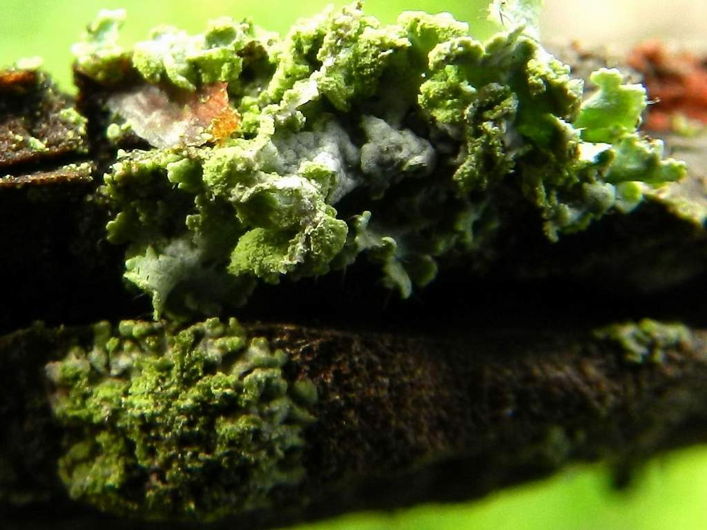 Parmelia sp. ?